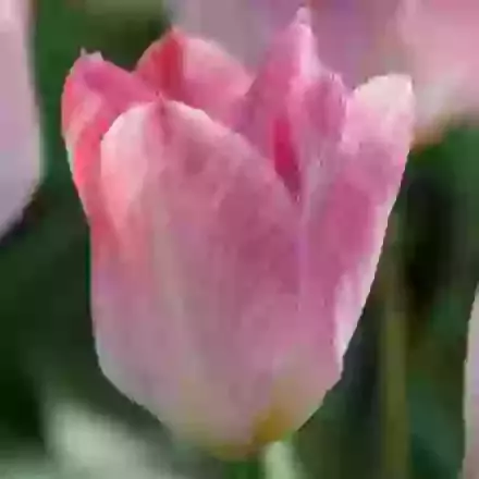 Flaming Purissima